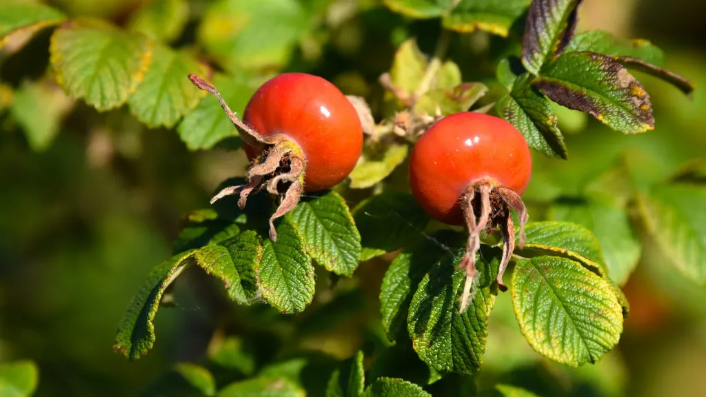 Фото: pixabay.com