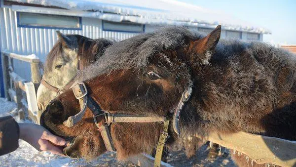 У владельца подворья сейчас семь взрослых лошадей плюс четыре жеребенка