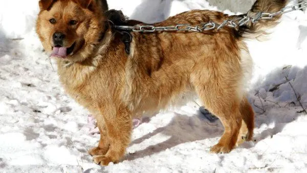 КРАСНЫЙ СЕВЕР