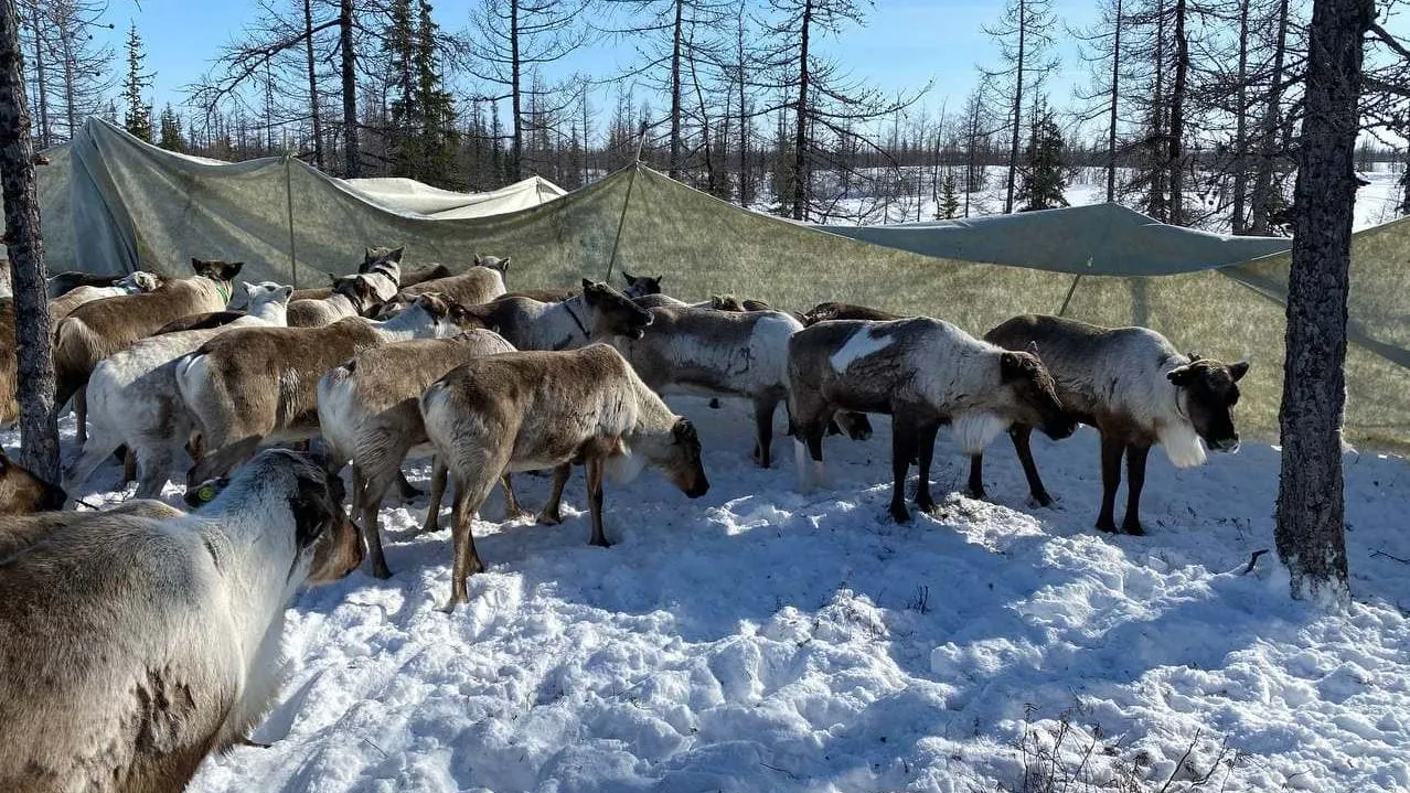 Фото: Служба ветеринарии ЯНАО