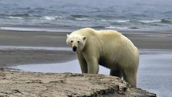 В день могут заглянуть до девяти белых гостей