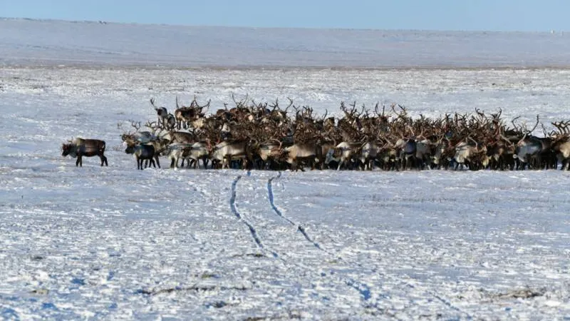 КРАСНЫЙ СЕВЕР