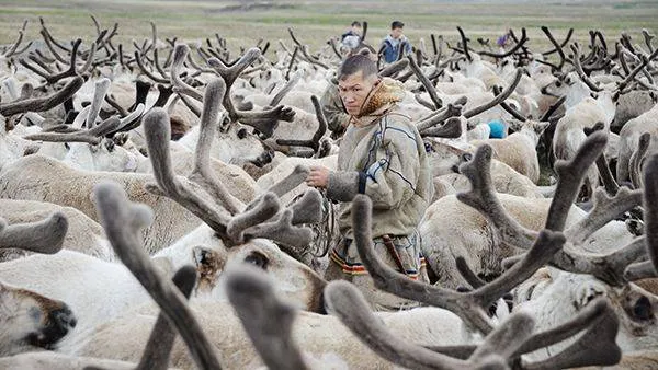 КРАСНЫЙ СЕВЕР