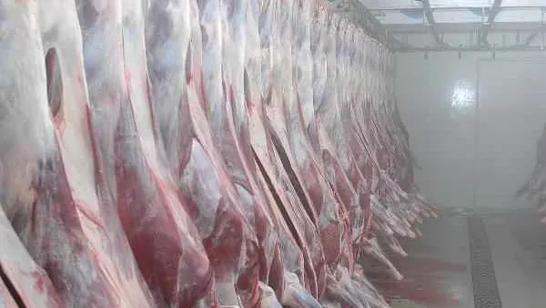 КРАСНЫЙ СЕВЕР