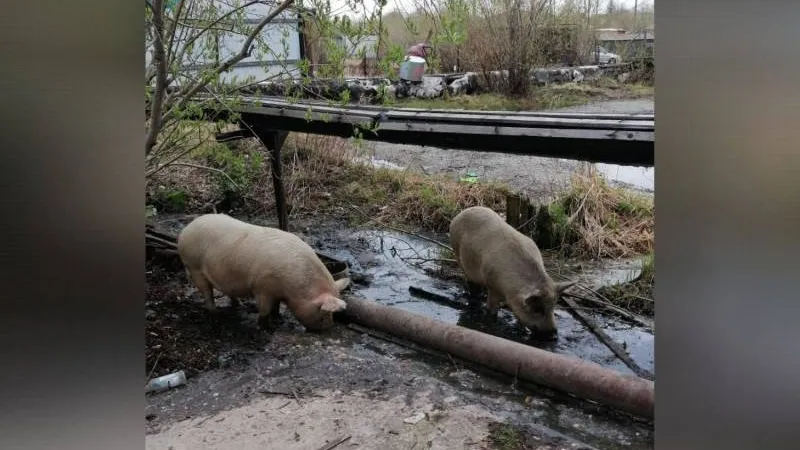 Фото: сообщество «Лабытнанги Info», vk.com