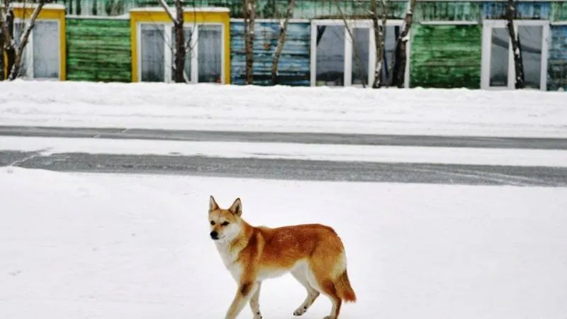 Фото: Андрей Ткачёв / КРАСНЫЙ СЕВЕР