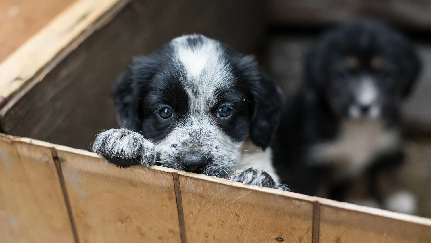 Фото: Anastasiia Cherniavskaia / shutterstock.com