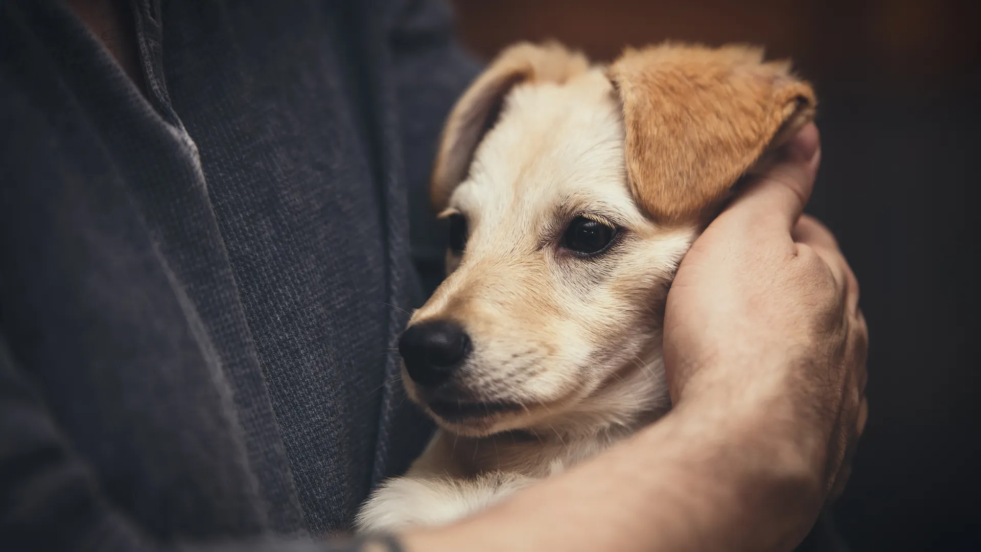 Фото: Miriam Doerr Martin Frommherz / Shutterstock.com