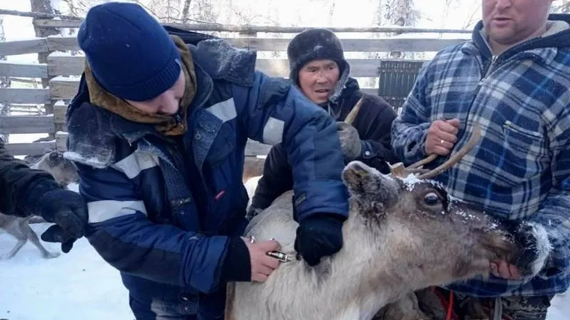 Фото предоставлено службой ветеринарии ЯНАО