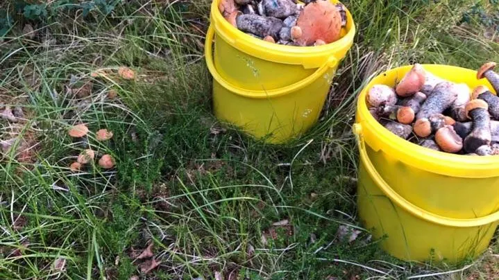 Ямальцы несут морошку ведрами, несмотря на запрет заходить в лес