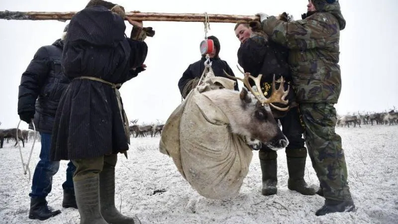 Фото: Андрей Ткачёв / КРАСНЫЙ СЕВЕР