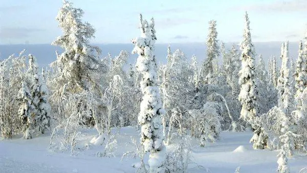КРАСНЫЙ СЕВЕР