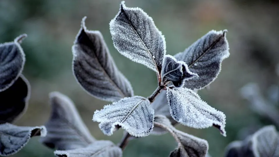 Фото: pixabay.com