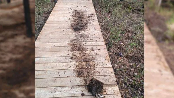 Фото: группа «Тарко-Сале», «ВКонтакте»