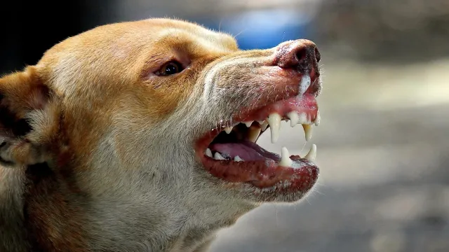 Агрессивных псов отловили. Фото: Mr.Sutun photographer / shutterstock.com / Fotodom