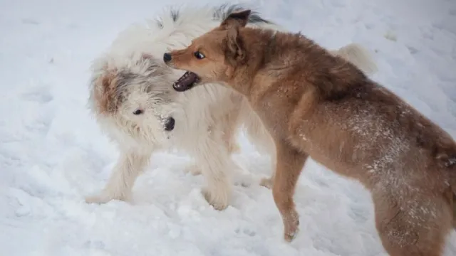 Агрессивных собак намерены поселить в приюте без права выпуска на волю. Фото: Oleg Kopyov / shutterstock.com / Fotodom