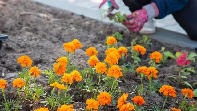 В муниципалитете планируют высадить более 17 000 цвветов. Фото: Сергей Уфимцев / "Ямал-Медиа"