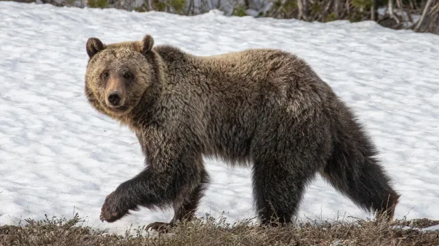 С голодным после зимней спячки медведем лучше не встречаться. Фото: BlueBarronPhoto / Shutterstock / Fotodom