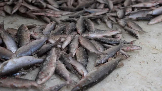 В прошлом году ямальские предприятия добыли более 12 000 тонн уловов. Фото: Сергей Зубков / "Ямал-Медиа"