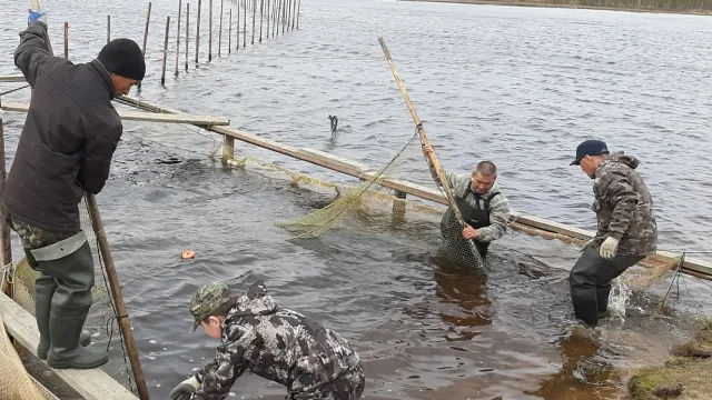 Хомана мансԓаӈа’’