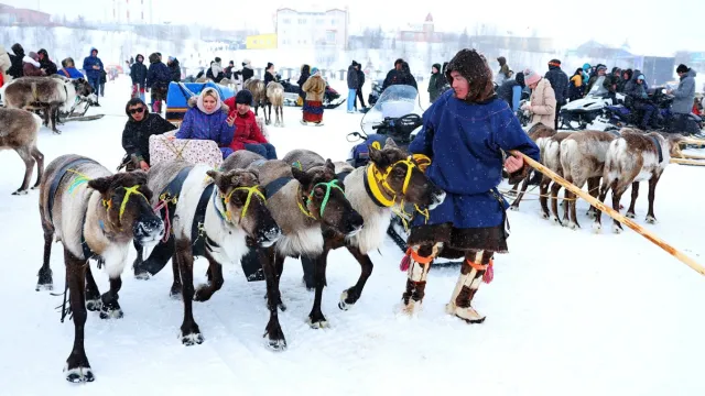На празднике любой может прокатиться на нартах, запряженных оленями. Фото: Андрей Ткачёв / «Ямал-Медиа»