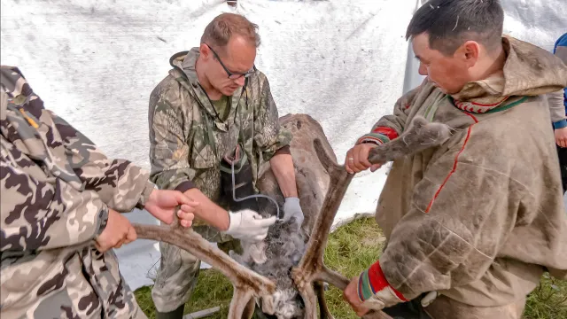Часто на Ямале ветеринарам приходится работать с оленями. Фото: АНО «Ямал-Медиа»
