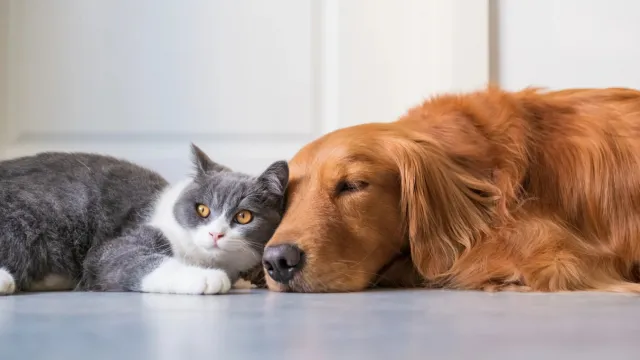 Кошки и собаки продлевают нашу жизнь, так позаботимся и об их жизнях. Фото: Chendongshan/Shutterstock/Fotodom