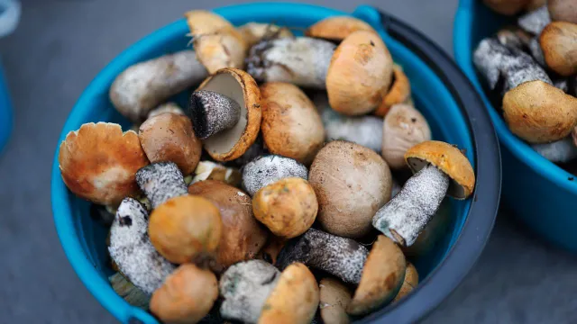 Настоящая радость для грибника - полные вёдра урожая. Фото: Юлия Чудинова / "Ямал-Медиа"