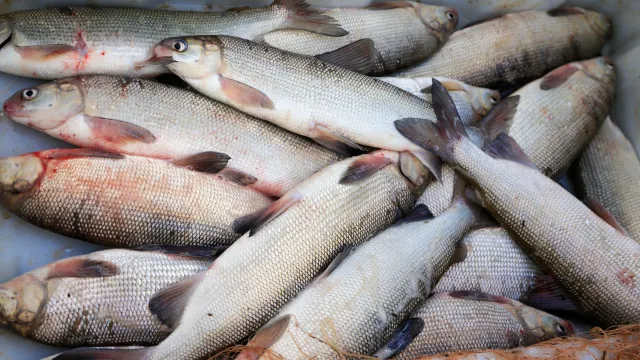 Объемы вылова на Ямале ежегодно составляют около 11 тысяч тонн рыбы. Фото: Андрей Ткачев / "Ямал-Медиа"