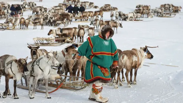 Для ухода за оленями труженикам тундры выдадут ветеринарные аптечки. Фото: Андрей Ткачёв / «Ямал-Медиа»