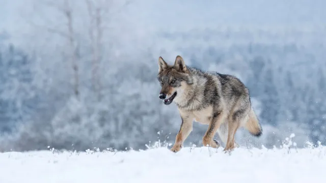 На Ямале обитают три вида волков - полярный, сибирский и тундровый. Фото: Vlada Cech / shutterstock.com / Fotodom