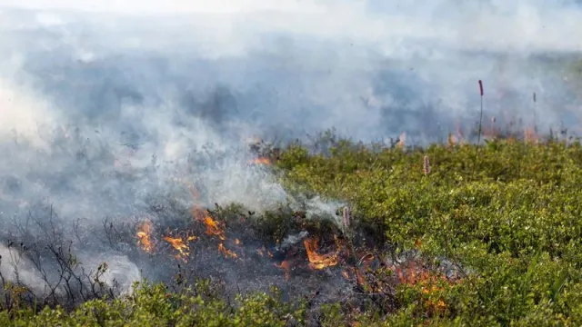 Огонь может нанести вред хрупкой северной природе не территории пяти муниципалитетов ЯНАО. Фото: Юлия Чудинова / "Ямал-Медиа"