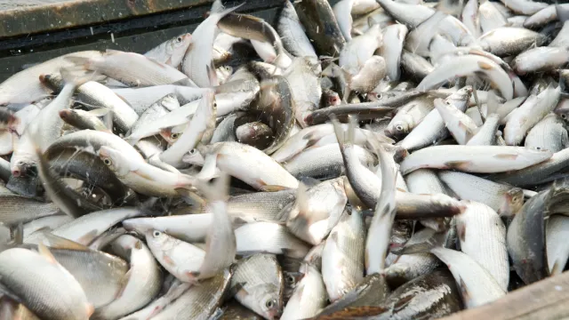 Полные борта свежей рыбы - мечта любого рыбака. Фото: Андрей Ткачев / "Ямал-Медиа"