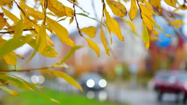 Ветер сорвет последние листья с деревьев - успевайте запечатлеть листопад. Фото: Андрей Ткачёв / "Ямал-Медиа"