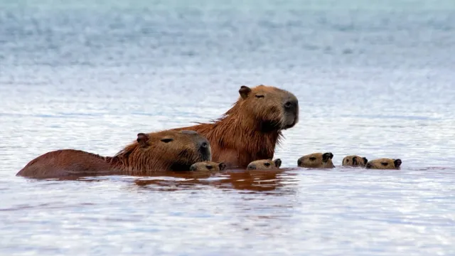 Капибары могут оставаться под водой до пяти минут. Фото: Fernando Calmon / Shutterstock / Fotodom