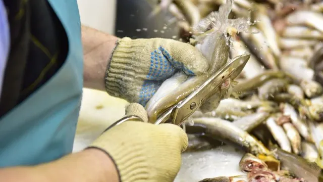 На производстве школьникам показали весь процесс переработки рыбы. Фото: Андрей Ткачёв / "Ямал-Медиа"