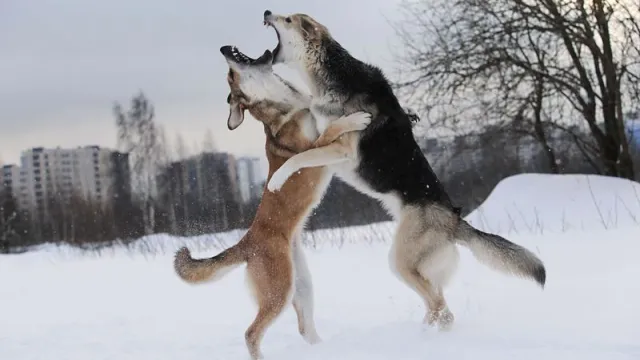 Безнадзорные собаки могут нападать на людей. Фото: Alex Zotov / shutterstock.com / Fotodom
