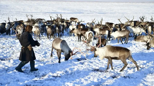 На Ямале выпасается самое большое в мире стадо домашних северных оленей. Фото: Андрей Ткачёв / "Ямал-Медиа"