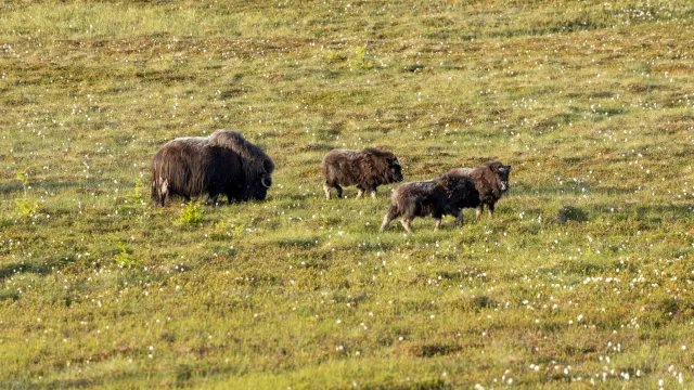 Ежегодно в "Ингилоре" рождается около 20 овцебыков. Фото: Фёдор Воронов / АНО «Ямал-Медиа»