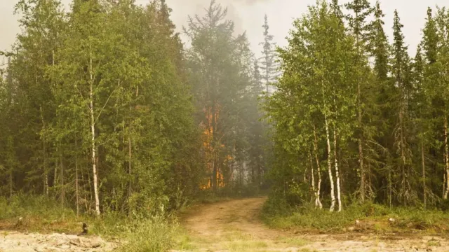Из-за жаркой погоды увеличился риск возникновения лесных пожаров. Фото: t.me/gumchsyanao89