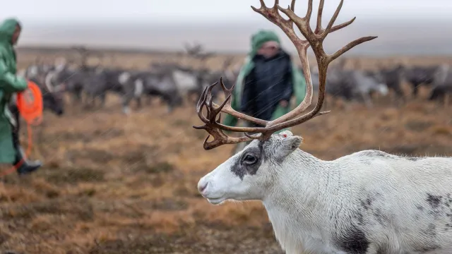 Фото: Фёдор Воронов / «Ямал-Медиа»