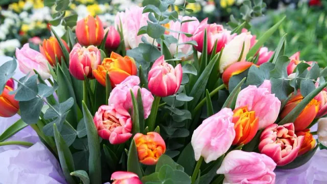 В Ноябрьске цветоводы к празднику вырастили 250 тысяч тюльпанов. Фото: Юрий Здебский / «Ямал-Медиа»