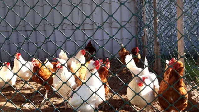 Птицеводческое хозяйство появится в Лабытнанги. Фото: предоставлено пресс-службой губернатора ЯНАО