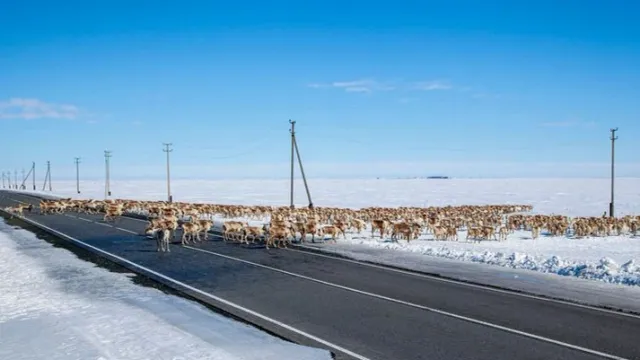 Стада северных оленей могут выйти на дорогу по пути на новые пастбища Фото: evgenii mitroshin / shutterstock.com / Fotodom