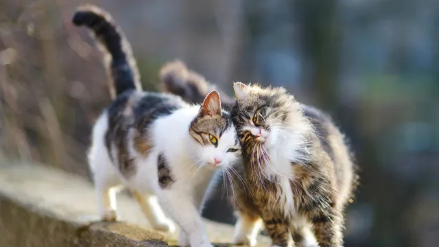 Мартовский коты — самые ласковые. Фото: MNStudio / Shutterstock / Fotodom