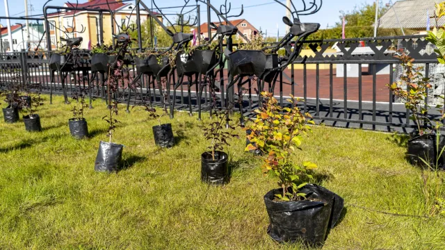 Растения высаживают под руководством опытного агронома из Санкт-Петербурга. Фото: предоставлено администрацией Ямальского района