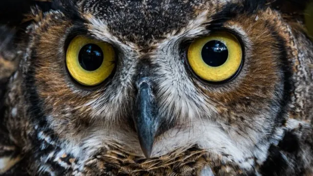 Символ интеллектуальных игр «Что? Где? Когда?» - мудрая и всезнающая сова. Фото: gmeland / Shutterstock / Fotodom.
