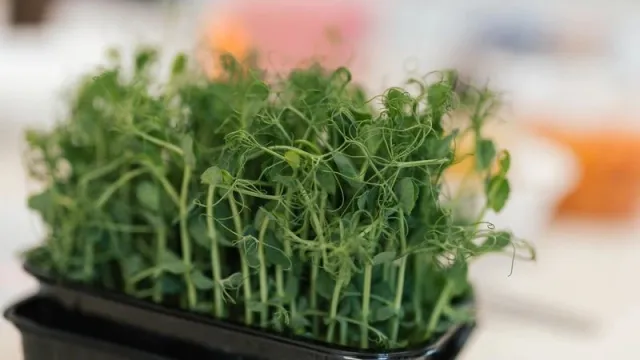 Выращивание микрозелени на сити-фермах - популярное направление. Фото: Юлия Чудинова / "Ямал-Медиа"