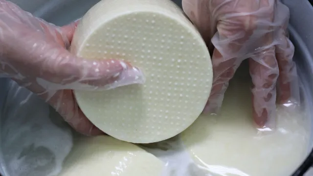 В Красноселькупе появится собственный сыр. Фото: пресс-служба губернатора ЯНАО