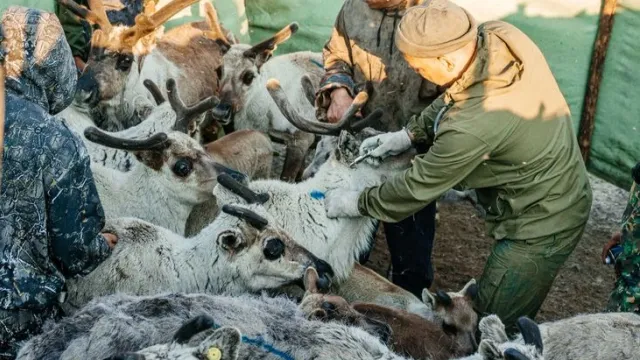 До конца мая ветеринары планируют провакцинировать от 50 до 60 тысяч оленей. Фото: Юлия Чудинова / "Ямал-Медиа"